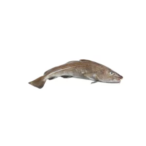 Atlantic Cod