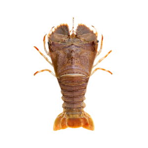 Bugs (Slipper Lobster)
