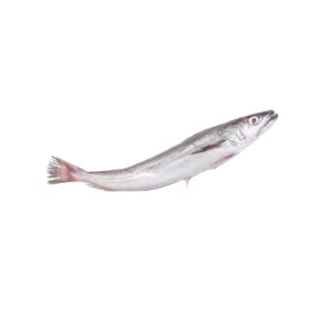 Hake