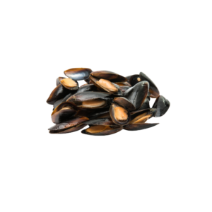Mussels