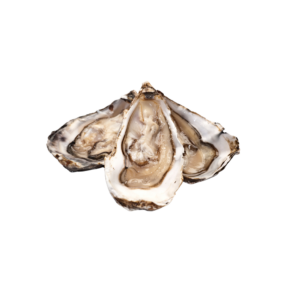 Oysters