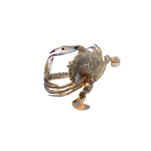 Raw Blue Swimmer Crab