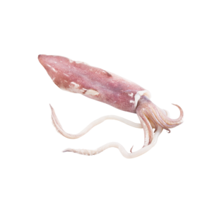 Squid/Calamari