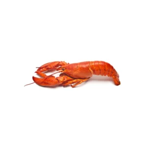Western Rock Lobster